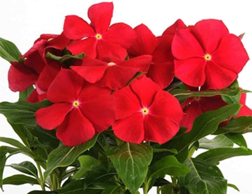 Periwinkle Vinca Red Seeds For Planting - Vibrant Annual Flowers