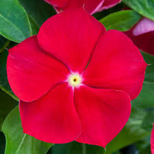 Periwinkle Vinca Red Seeds For Planting - Vibrant Annual Flowers