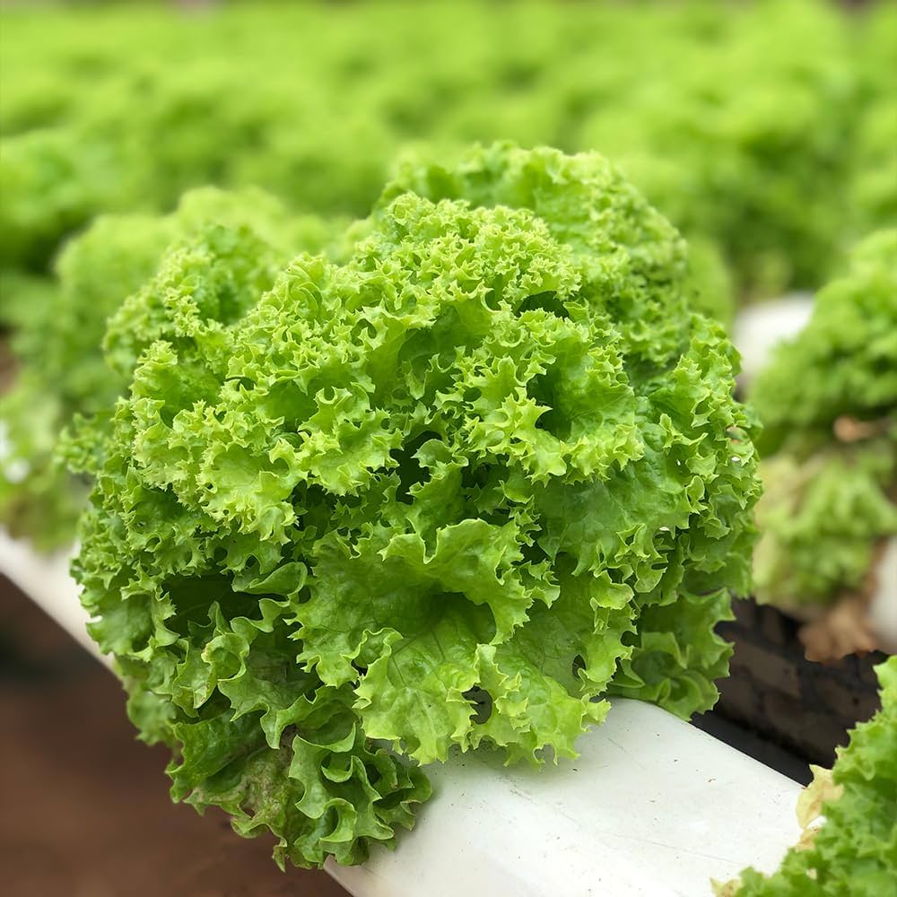 Green Salad Vegetable Seeds For Easy Planting Seeds