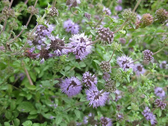 Lavender Hydrangea Flower Seeds For Planting - Perfect Vibrant Gardens