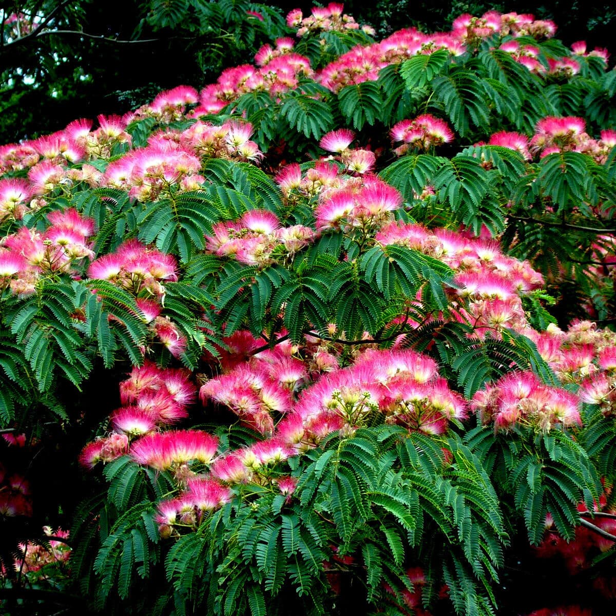 Perfume (Perfume Albizia) seeds for planting in home garden