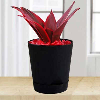 Sansevieria Plant Seeds For Planting Red Green