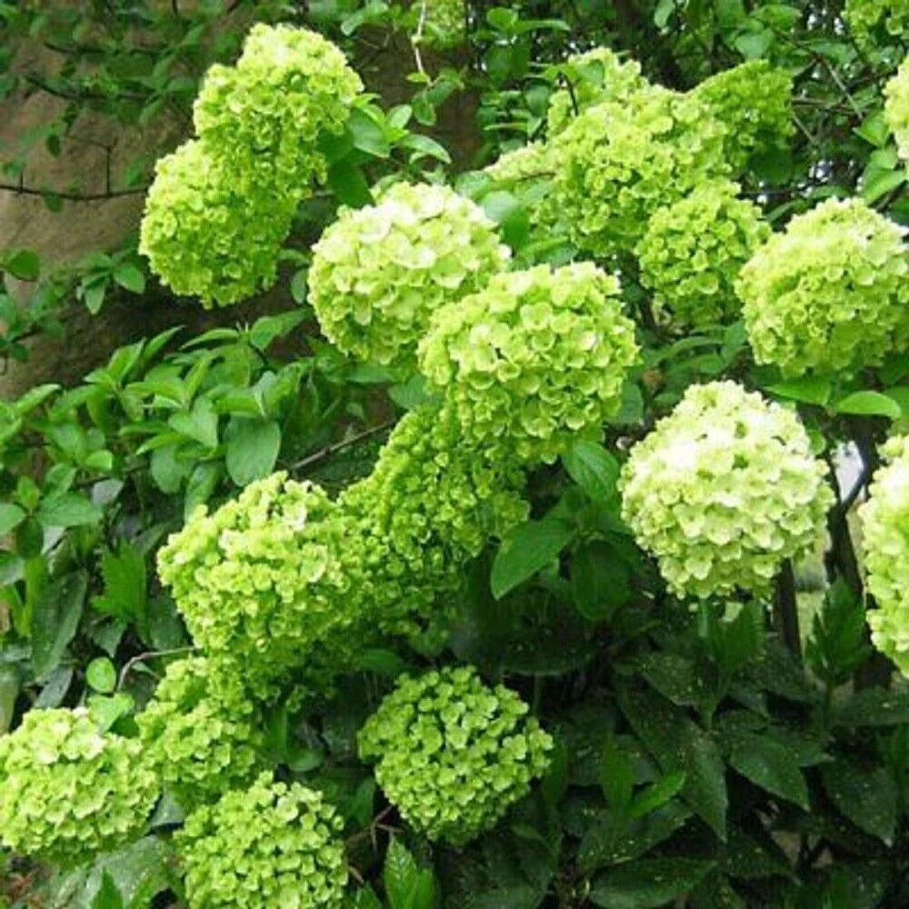 Light Green Hydrangea Seeds For Planting Flower