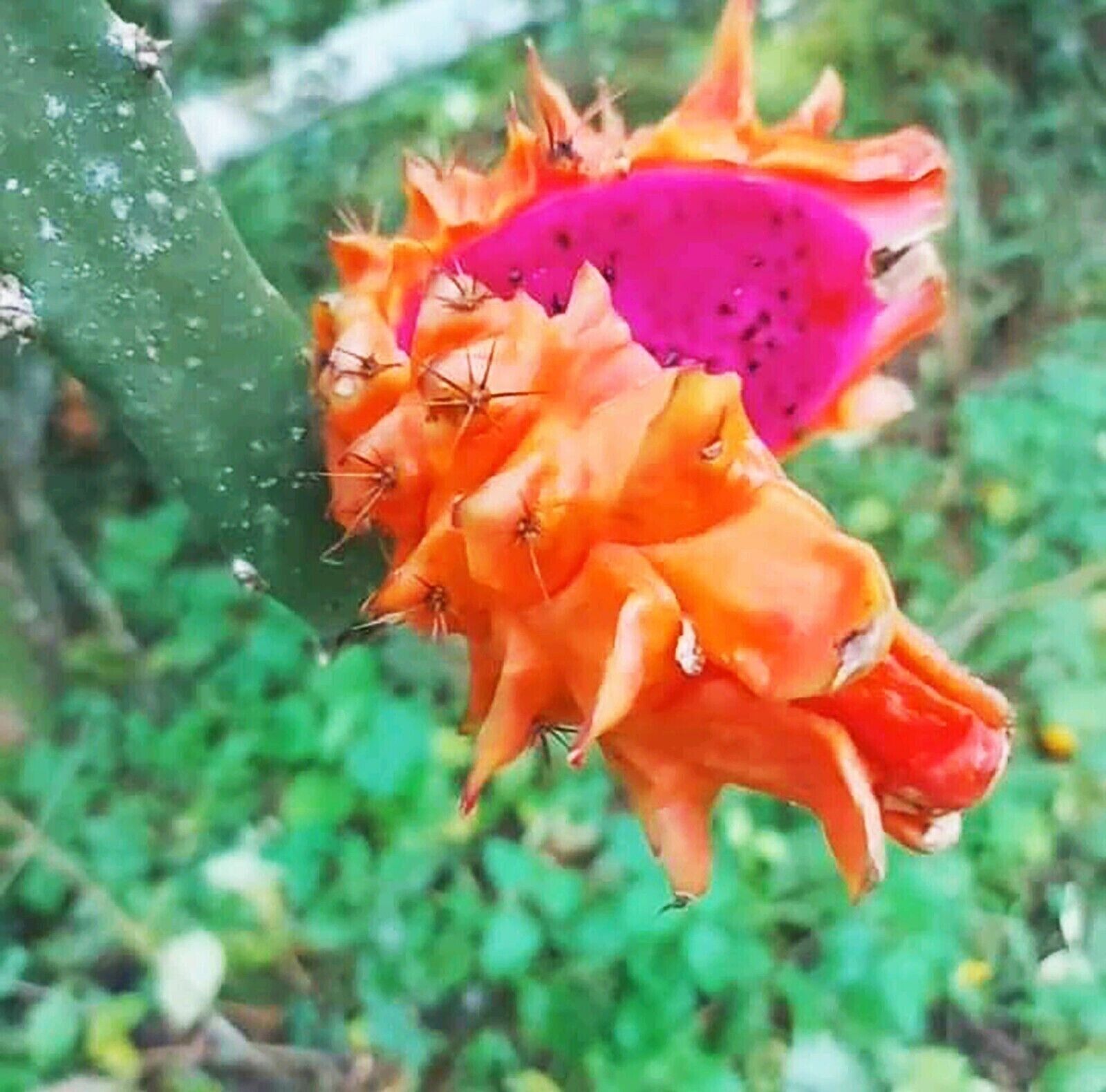 Light Orange Pitaya Fruit Seeds - Easy Planting For Exotic Fruits