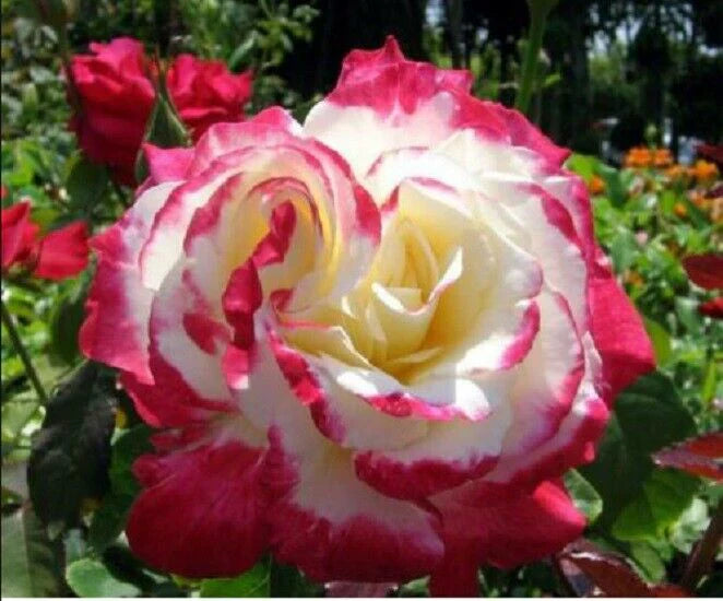 White And Red Rose Seeds For Planting - Experience Beautiful Contrasting Blooms Flower