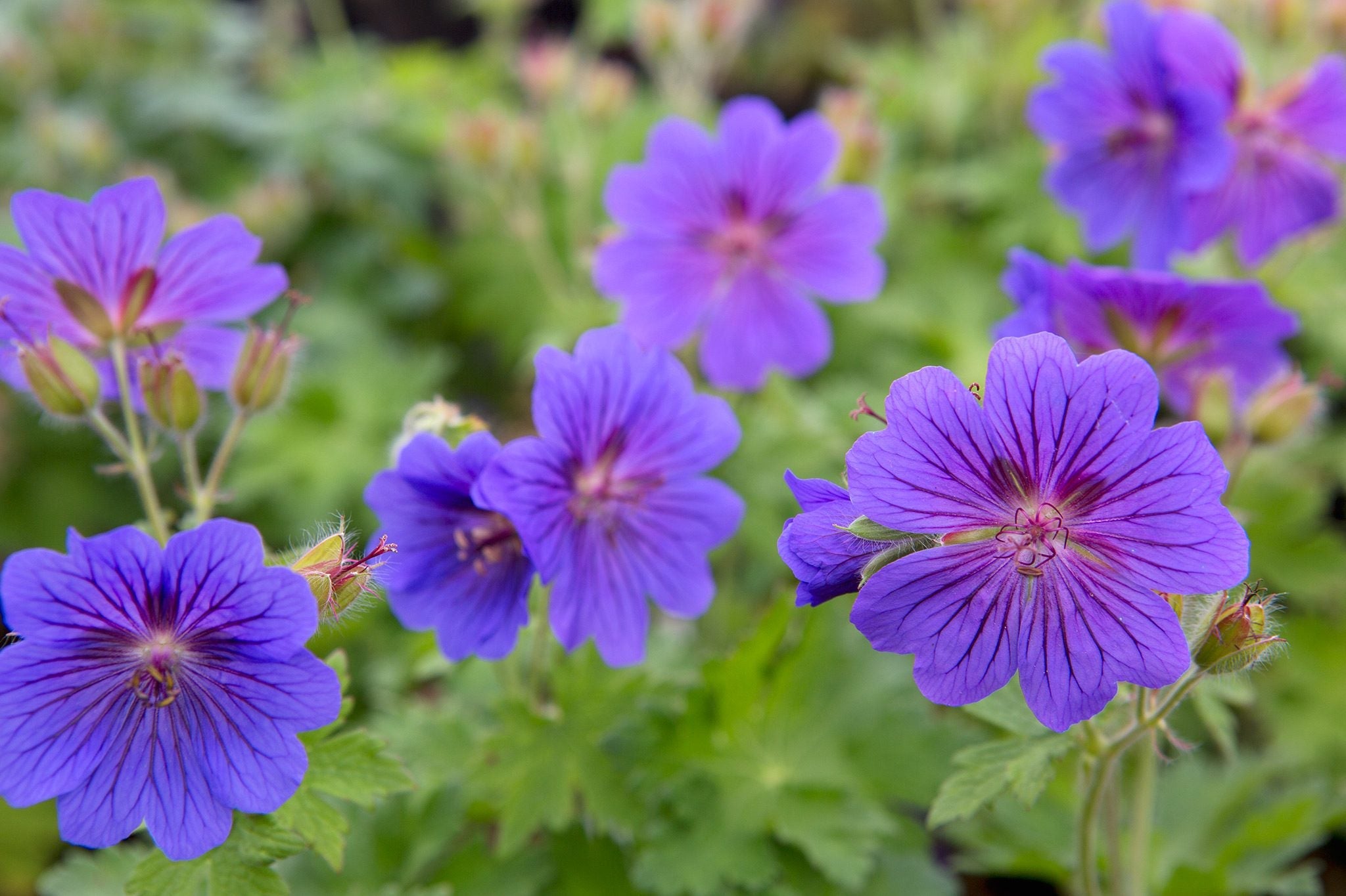 Purple Univalve Geranium Seeds For Charming Planting Plant Seeds