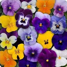 Colorful Mixed Viola Sorbet Flower Seeds For Planting