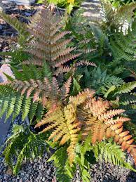 Mixed Colour Fern Seeds For Gorgeous Garden Growth