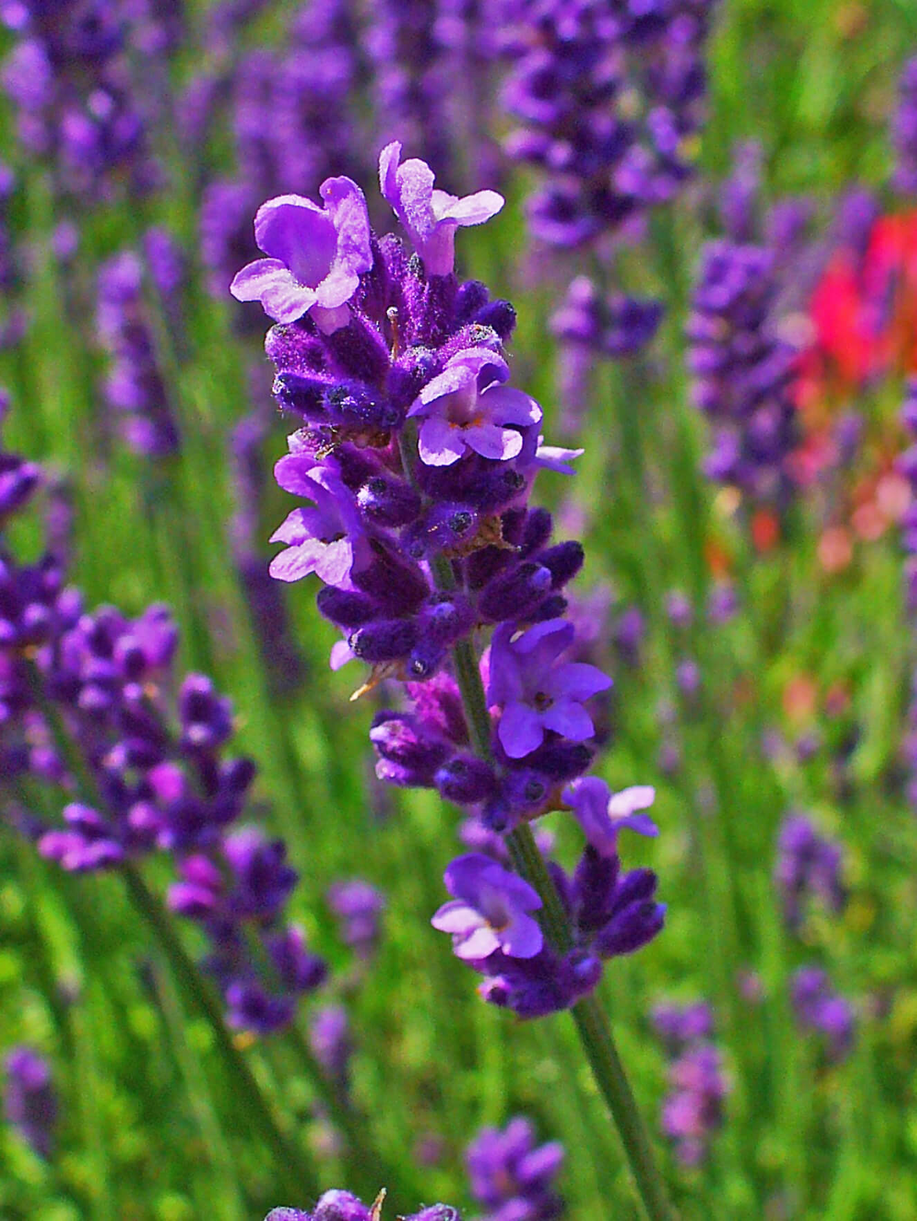 Angustifolia Flower Seeds: Planting For Fragrant Blooms