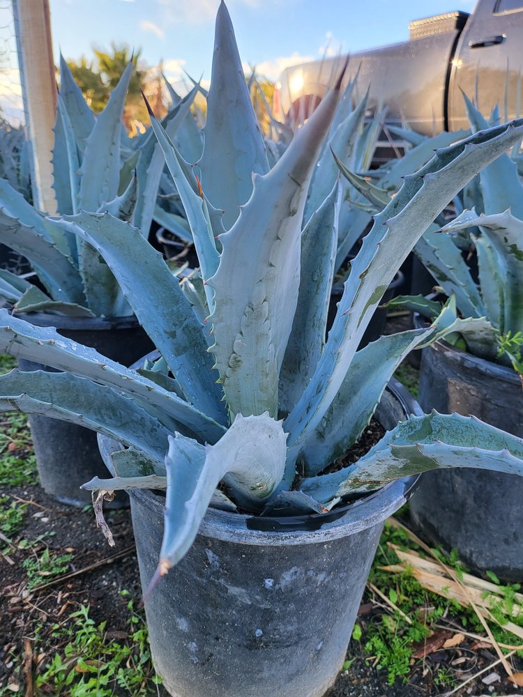 Agave Seeds: Perfect For Your Succulent Collection Plant Seeds