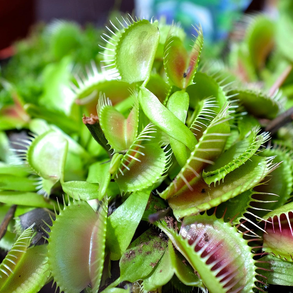 Venus Fly Trap Flower seeds for Planting - Cut Flower Favorite, Heirloom & GMO Free Seeds for Home Garden
 
 Sale seeds for planting in home garden