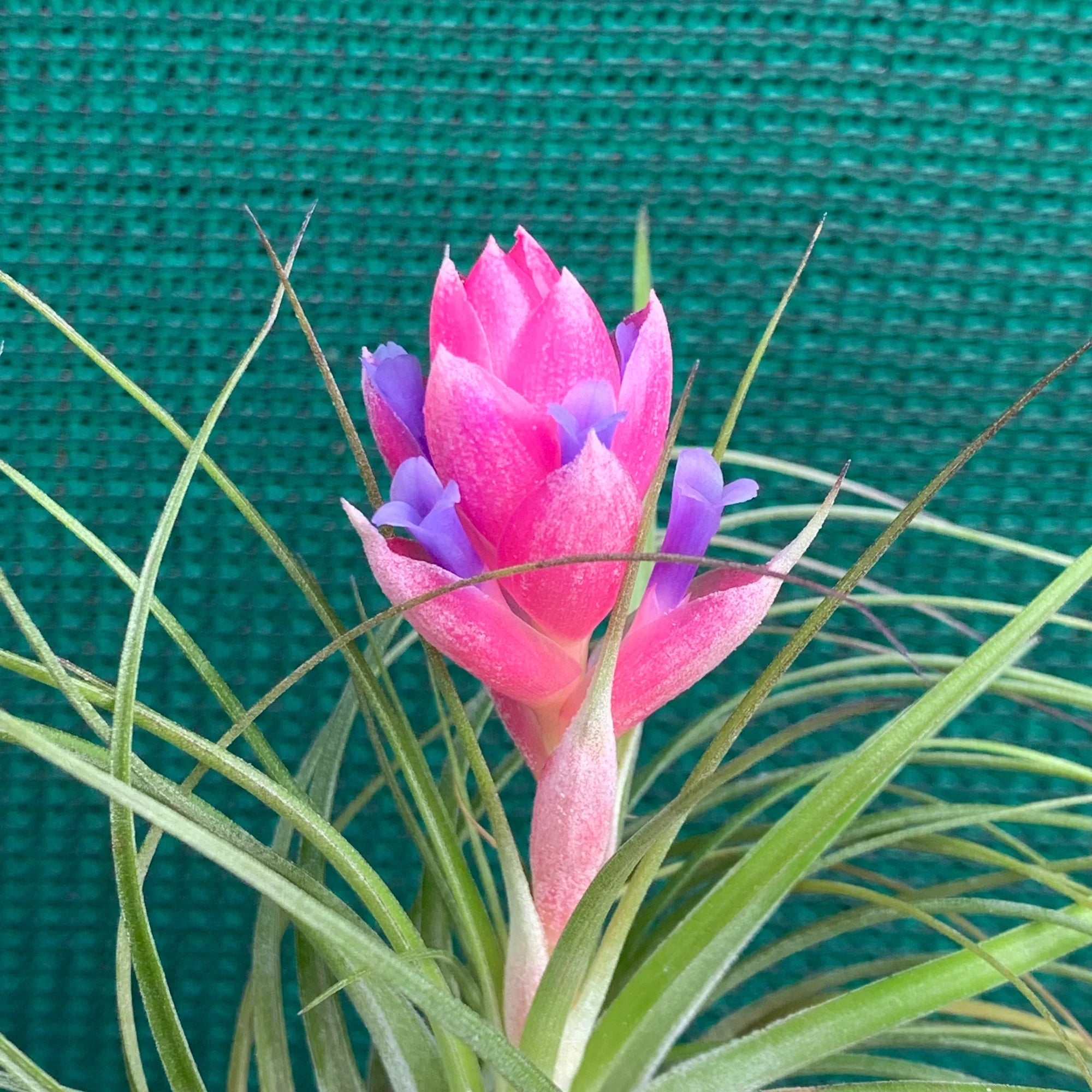 Planting Seeds For Pink Green Airplants - Vibrant & Unique