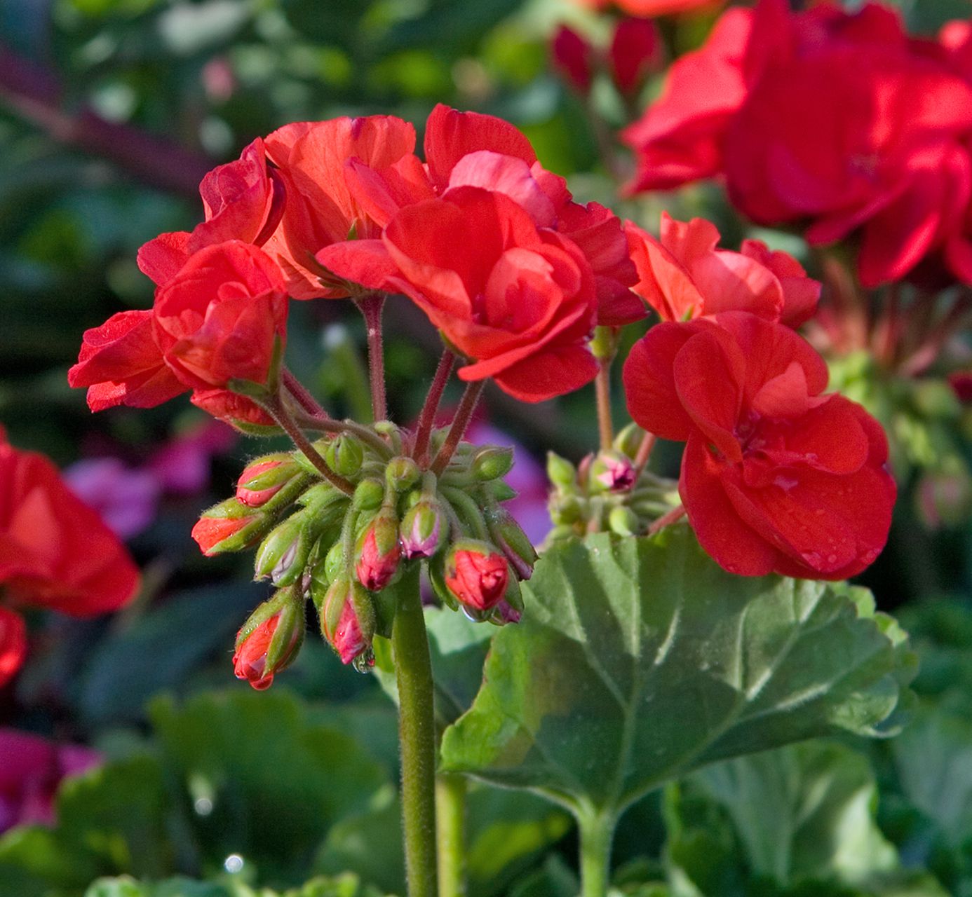 Red Edge Geranium Flower Seeds For Planting - Bold And Beautiful Blooms