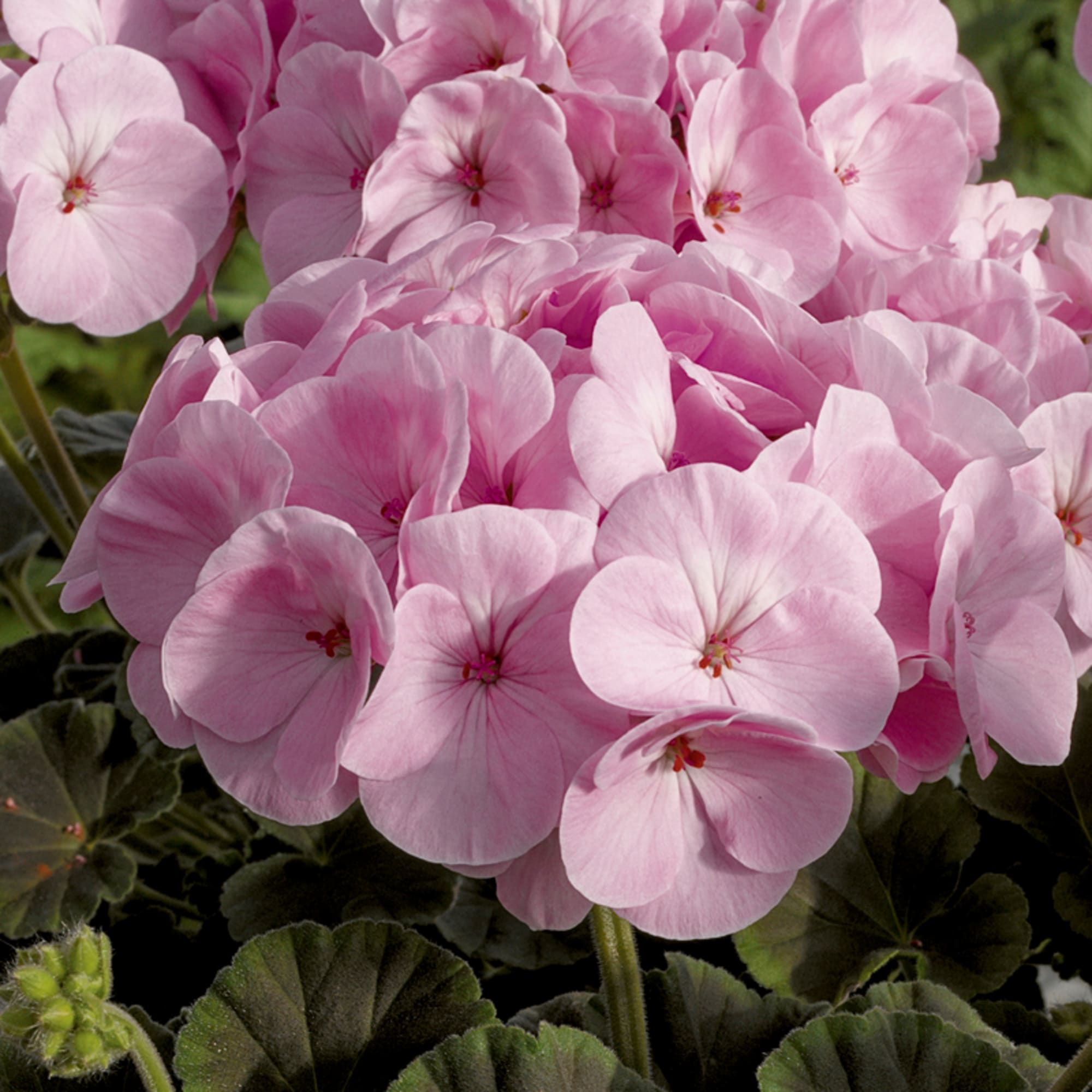 Pale Pink Rose Geranium Seeds For Planting - Pelargonium Peltatum Perennial