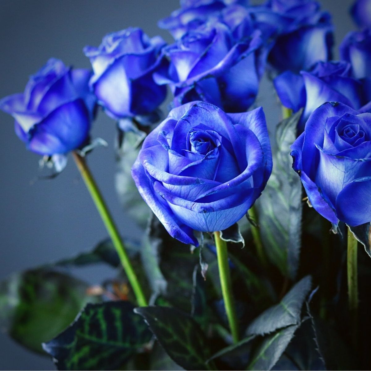 Rare Dark Blue Unique Roses Flower Seeds For Stunning Floral Displays