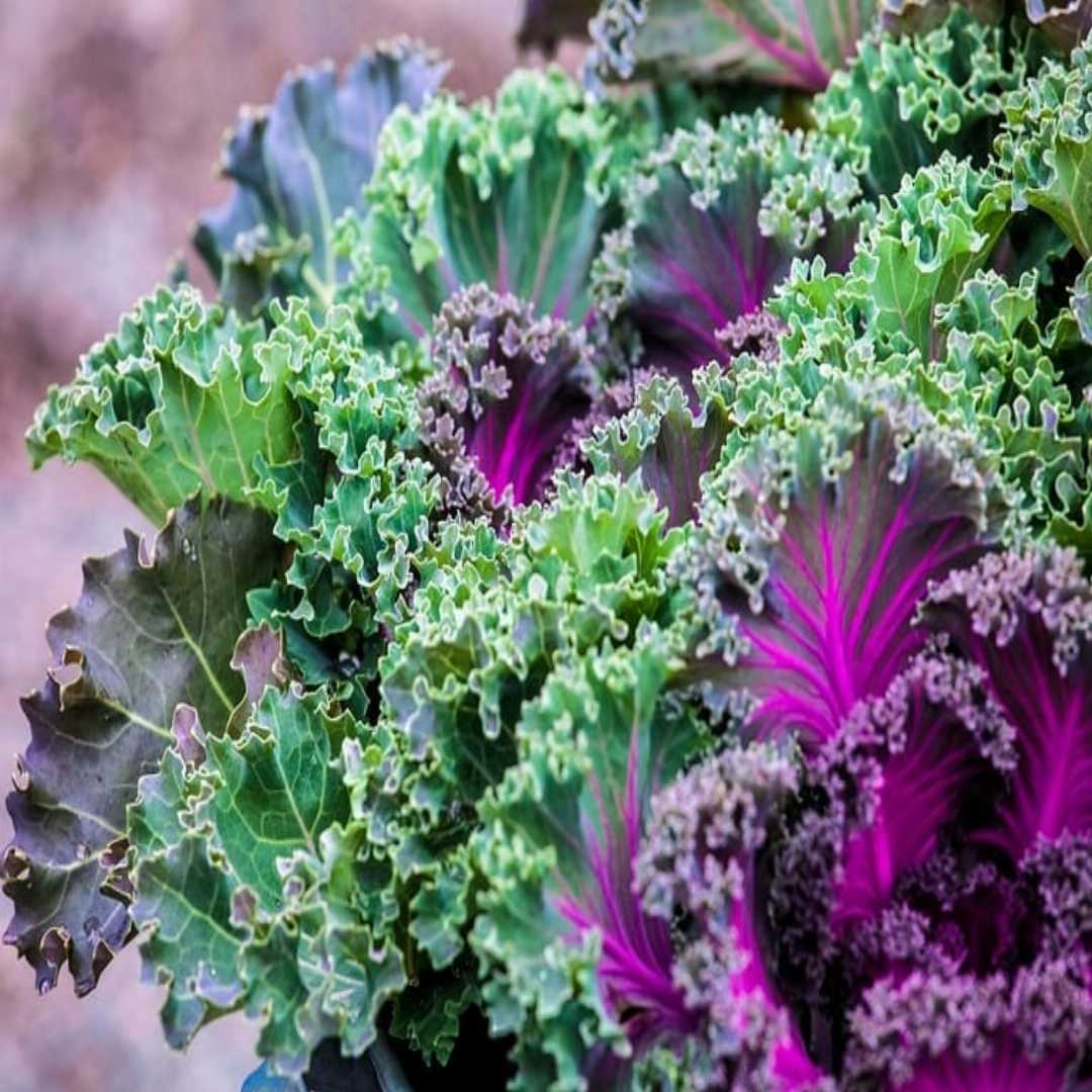 Violet Kale Seeds For Planting - Nutritious Brassica Oleracea Vegetable