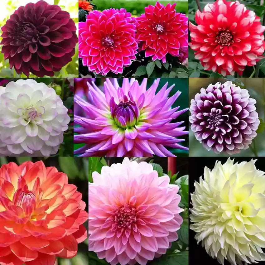 Two-Color Dahlia Flower Seeds: Premium Mixed Planting Seeds For Vibrant Garden Blooms