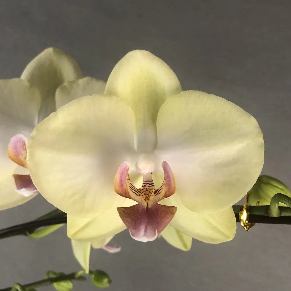 Light Yellow Phalaenopsis Orchid Seeds Flower seeds for Planting Sun Loving Heirloom & GMO Free Seeds for Home Garden 
 
 Sale for planting in home garden