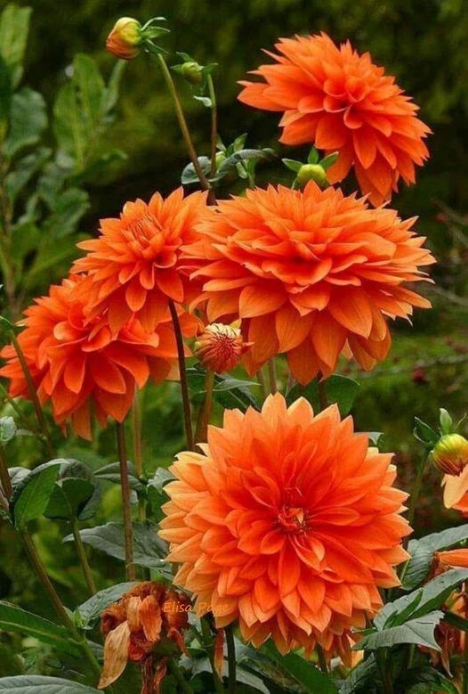 Orange China Aster Flower Seeds For Easy Planting