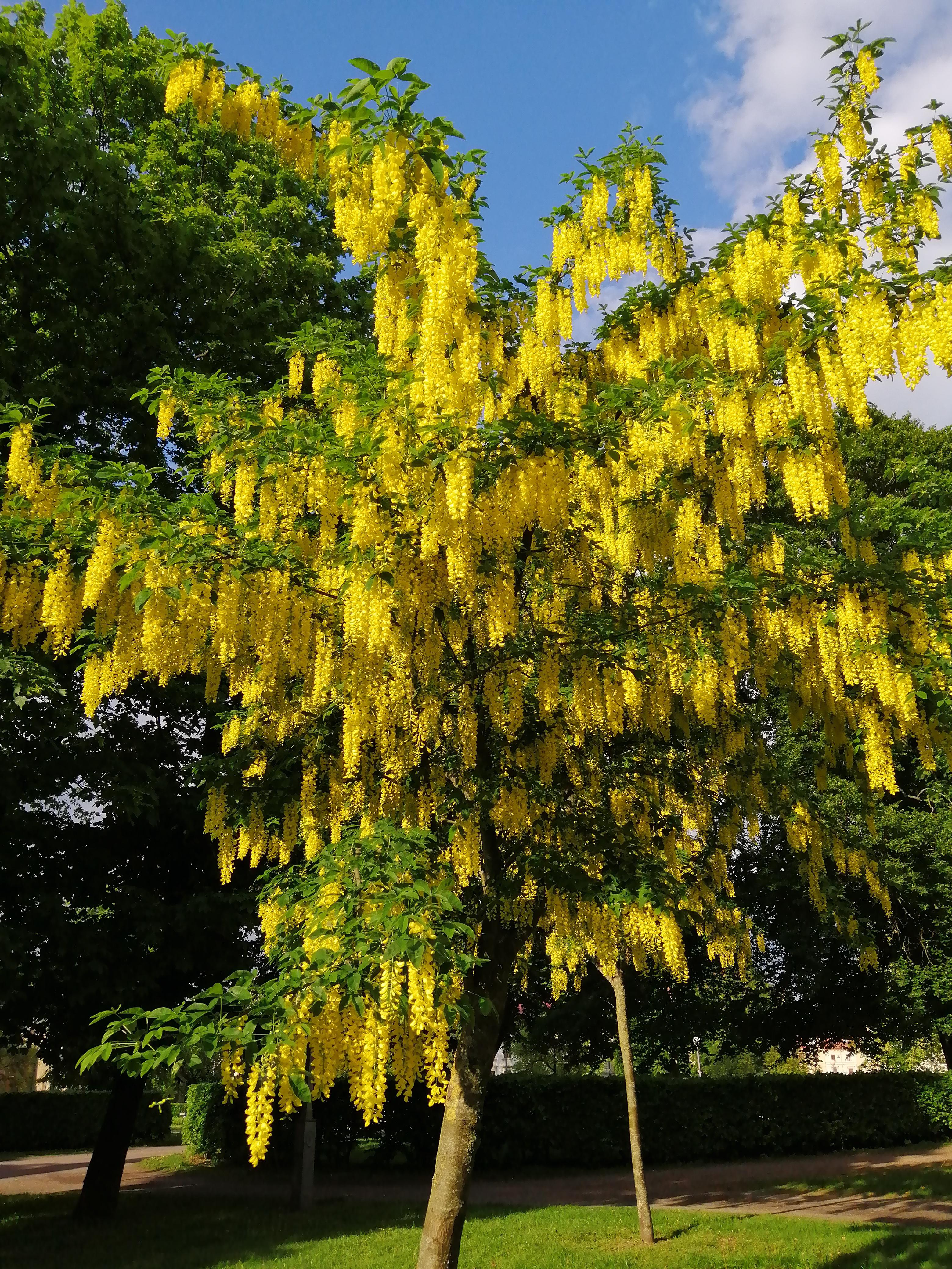 Yellow Wisteria Tree Seeds Planting Golden Flower