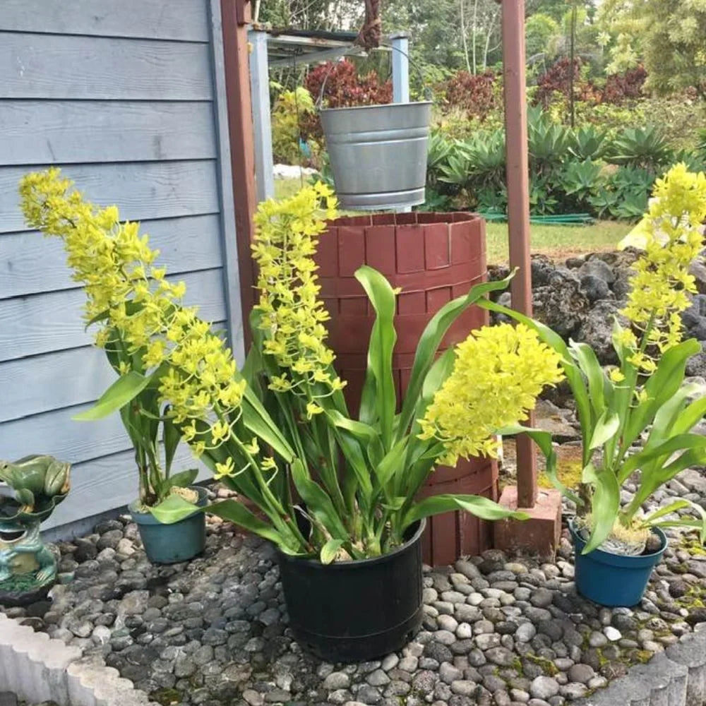 Light Green Orchid Flower Seeds For Easy Planting