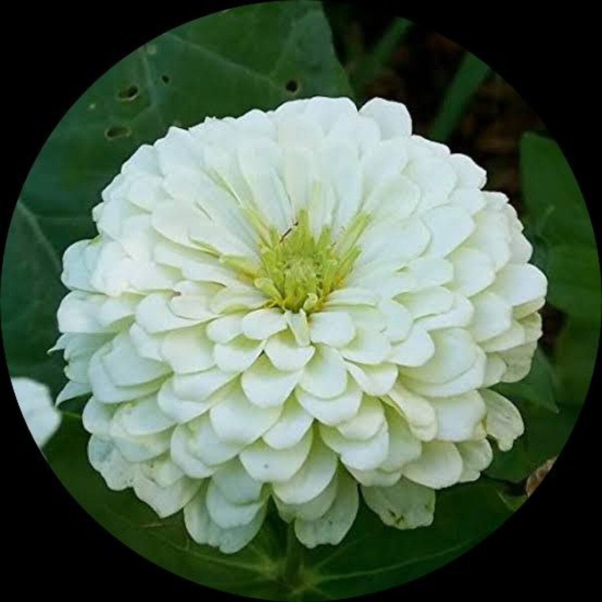 Zinnia White Flower Seeds For Timeless Planting Elegance