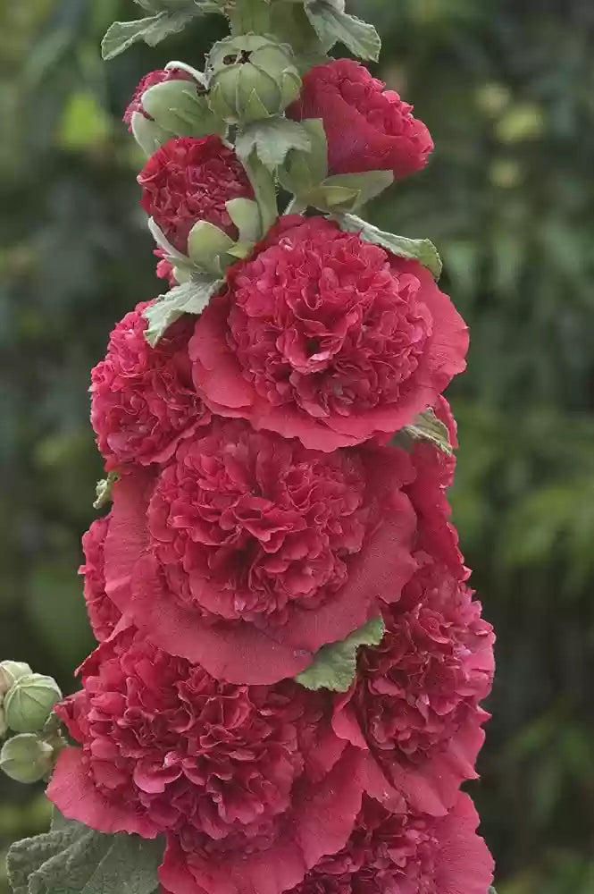 Dark Brown Althaea Rosea Seeds For Planting Flower