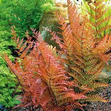 Mixed Colour Fern Seeds For Gorgeous Garden Growth