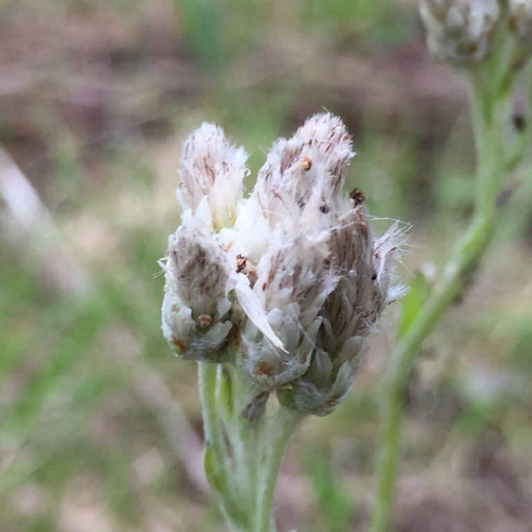 Antennaria Neglecta Seeds For Planting In Wildflower Gardens Flower