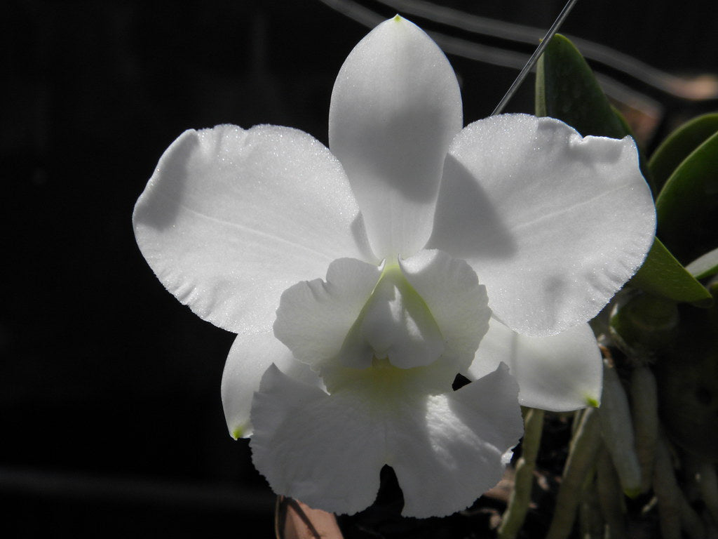 White Cattleya Flower Seeds Planting Elegant Blossoms