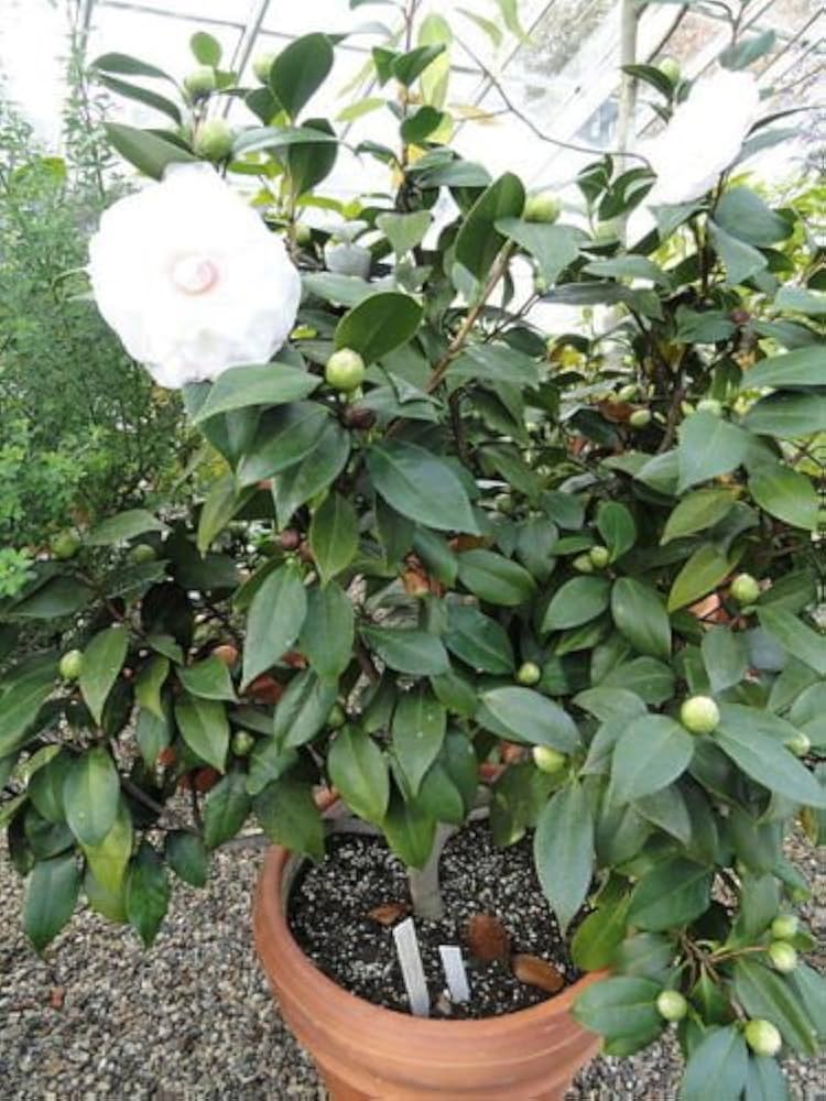 Camellia Flower Seeds: Planting Instructions For Vibrant Blooms