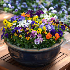 Colorful Mixed Viola Sorbet Flower Seeds For Planting