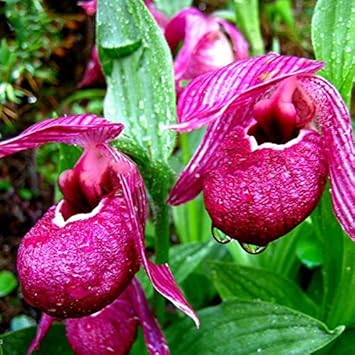 Purple Cypripedium Macranthos Flower seeds for Planting Wildflower Mix Heirloom & GMO Free Seeds for Home Garden
 
 Sale seeds for home garden planting