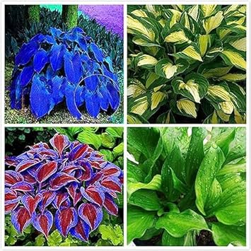 Hosta Jardin Flower seeds for Planting - Fragrant Blossoms, Heirloom & GMO Free Seeds for Home Garden
 
 Sale seeds for home garden