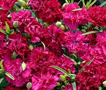 Deep Pink Carnation Flower seeds for Planting - Long Bloom Season, Heirloom & GMO Free Seeds for Home Garden
 
 Sale for planting in home garden