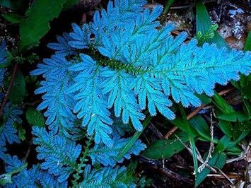 Yellow Fritillaria Flower Seeds for Planting Shade Tolerant Heirloom & GMO Free Seeds for Home Garden
 
 Sale for planting in home garden