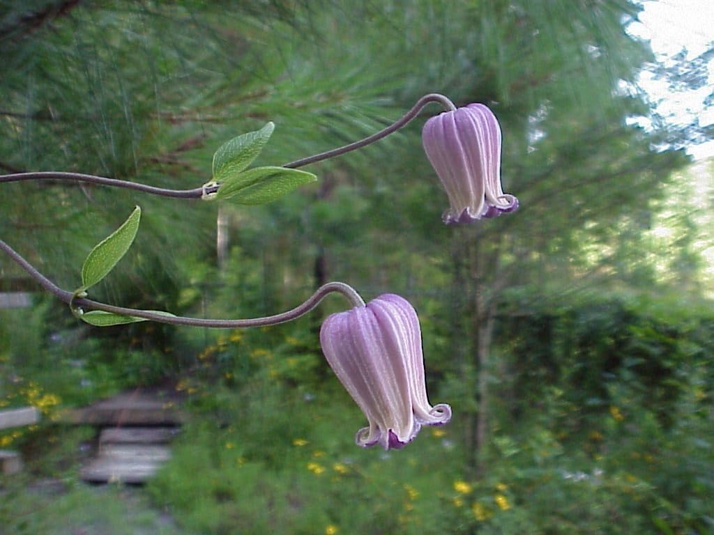 Clematis (Clematis Reticulata) seeds for planting in home garden