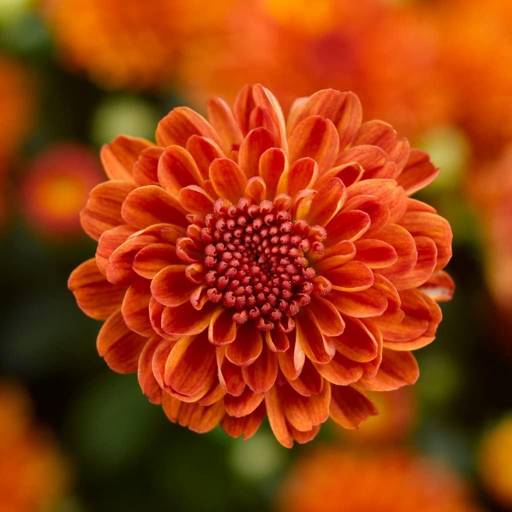 Deep Orange Chrysanthemum Flower seeds for Planting - Sun Loving, Heirloom & GMO Free Seeds for Home Garden
 
 Sale for planting in home garden.