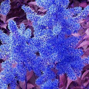 Lime Green Gazania Flower Seeds for Planting Cut Flower Favorite Heirloom & GMO Free Seeds for Home Garden
 
 Sale for planting in home garden