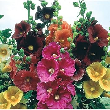Mix Hollyhock Flower seeds for Planting - Cut Flower Favorite, Heirloom & GMO Free Seeds for Home Garden
 
 Sale seeds for home garden