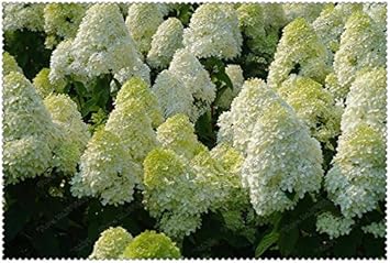 White Vanilla Fraise Flower seeds for Planting - Cottage Garden Essential, Heirloom & GMO Free Seeds for Home Garden
 
 Sale for planting in home garden