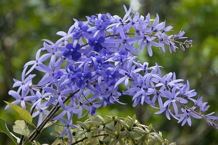 Purple Sandpaper Vine PETREA VOLUBILIS Flower seeds for Planting - Cottage Garden Essential, Heirloom & GMO Free Seeds for Home Garden
 
 Sale seeds for planting in home garden