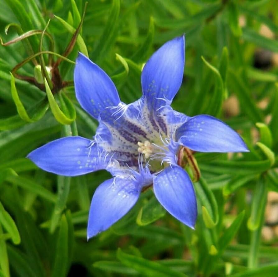 Largeleaf Gentian Blue Seeds for stunning blue flowers