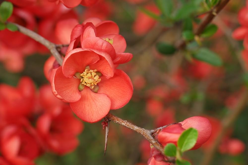 Chaenomeles Flower seeds for Planting - Cottage Garden Essential, Heirloom & GMO Free Seeds for Home Garden
 
 Sale for planting in home garden.