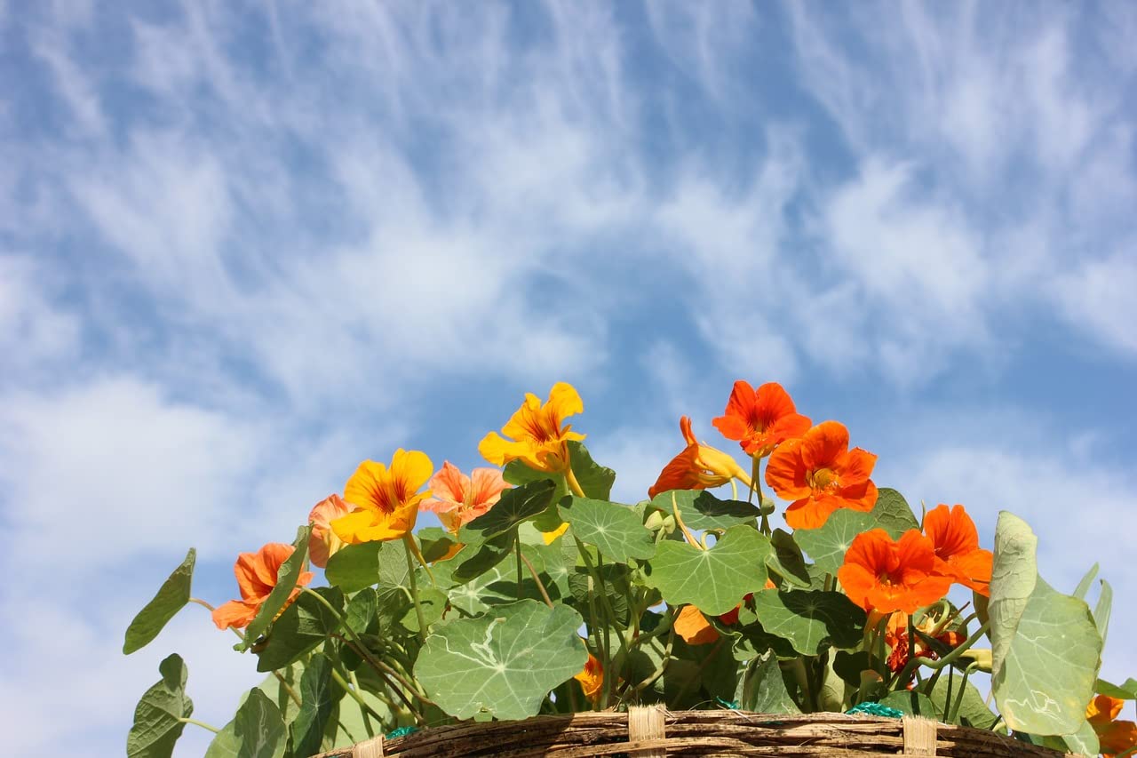 Nasturtium Tropaeolum majus flower seeds
