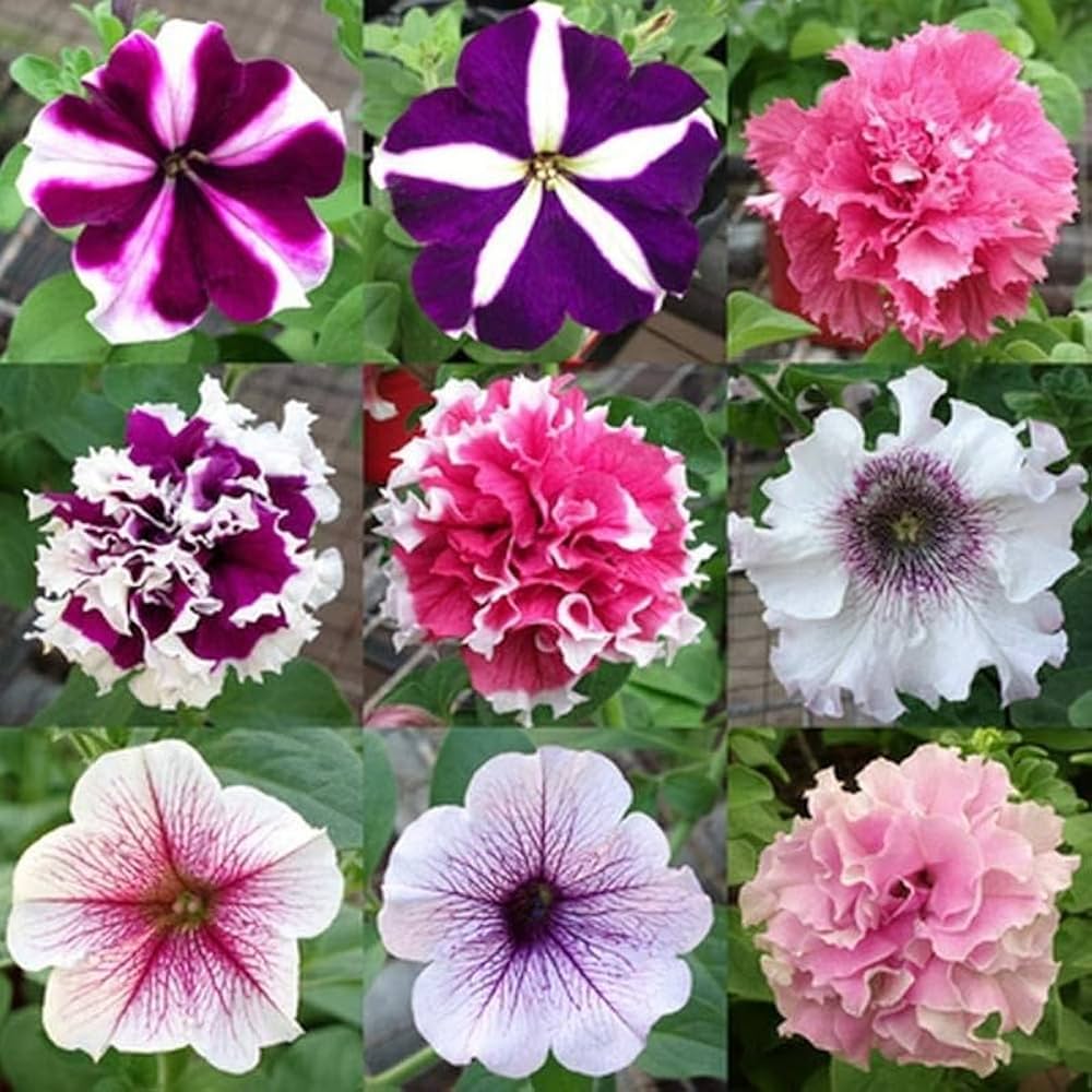 Petunia E Rider EZ Rider Frilly Ruffle Mix Petunia Seeds – Unique Frilled Blooms