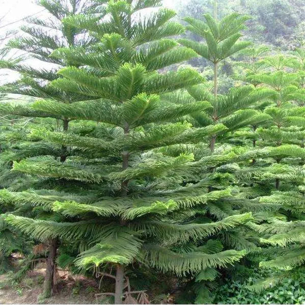 Araucaria Plant Seeds For Planting - Full Green Variety Seeds