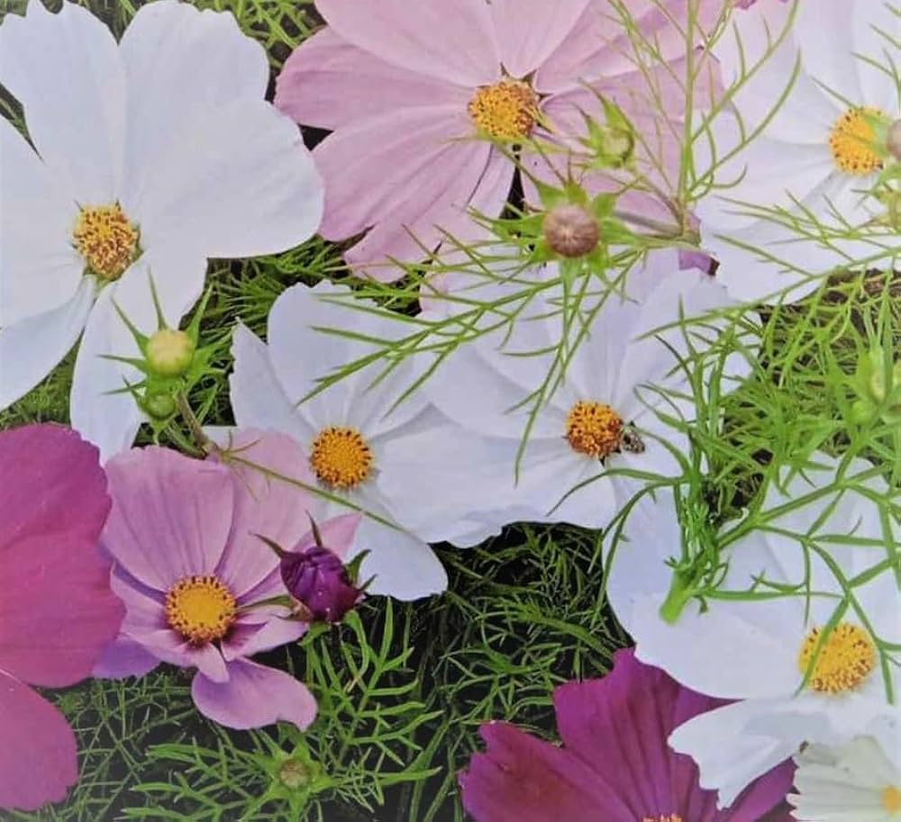 Sensation Pinkie Cosmos Drought Tolerant Annual Flower Seeds for soft pink blooms
