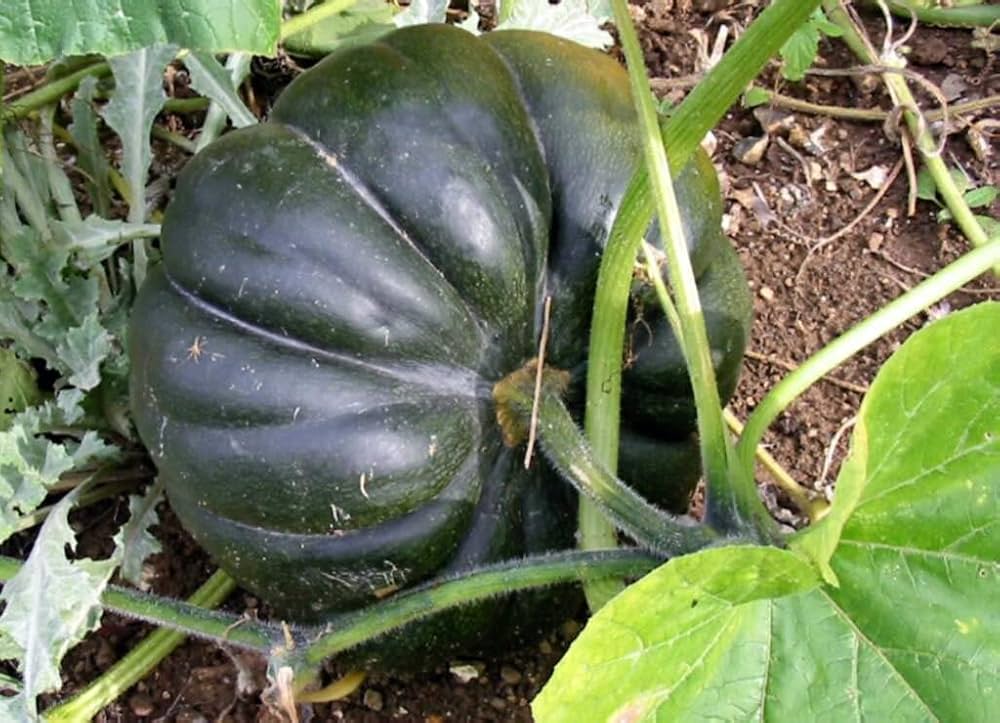 Seminole Pumpkin Cucurbita moschata for planting in garden