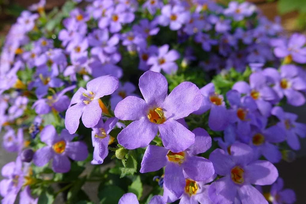 Bacopa Blutopia Flower seeds for Planting - Premium Quality, Heirloom & GMO Free Seeds for Home Garden
 
 Sale seeds for home garden